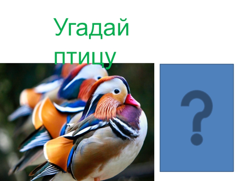 Птицы окружающий мир 3. Угадай птицу. Угадай птицу по картинке. Угадай название птицы. Отгадай птицу по картинкам.