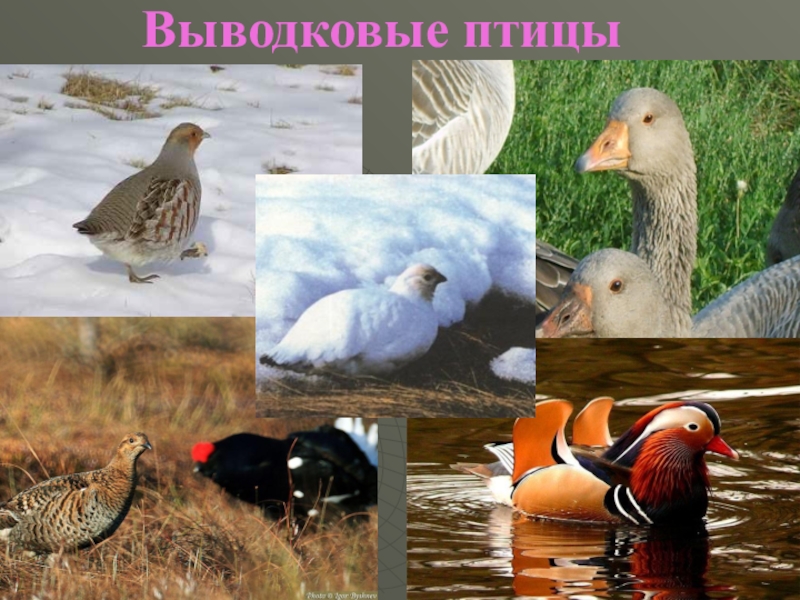 Типы выводковых птиц