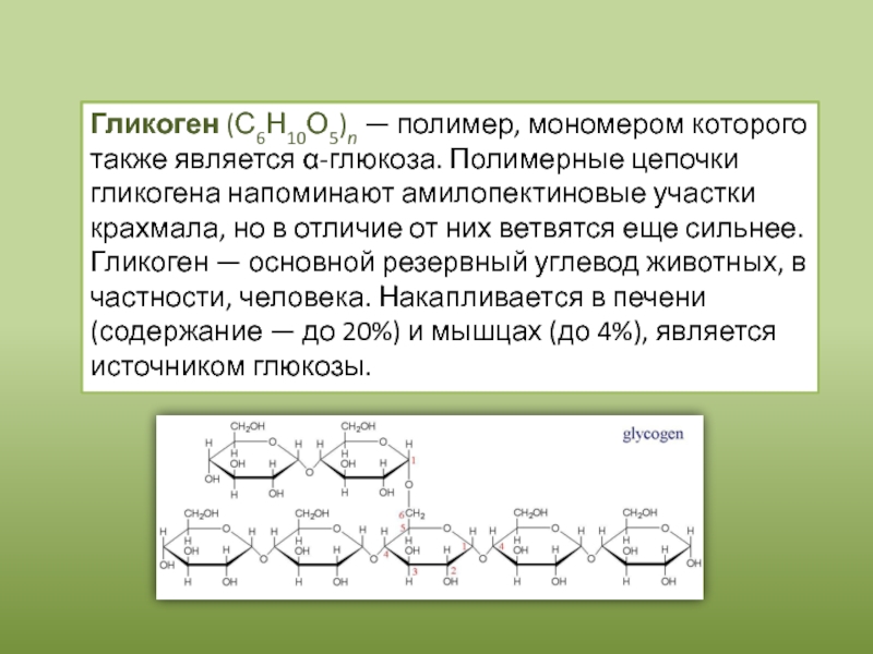 Гликоген (С6Н10О5)n — полимер, мономером которого также является α-глюкоза. Полимерные цепочки гликогена напоминают амилопектиновые участки крахмала, но в отличие