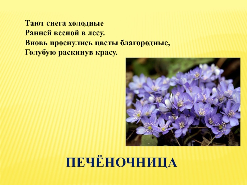 Сделай план правильным подготовь пересказ проснулся ненадолго цветок труженик