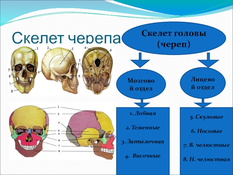 Лицевой скелет черепа. Скелет головы мозговой отдел черепа. Кости черепа мозговой отдел и лицевой отдел. Скелет черепа лицевой отдел мозговой отдел. Скелет головы кости головного черепа.