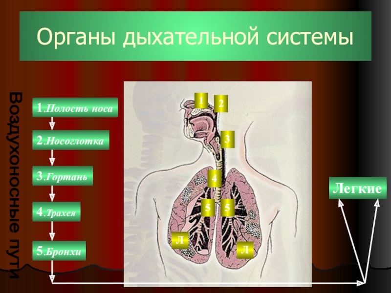 Легкие 8 класс кратко. Биология дыхательная система. Биологии 8 дыхательная система. Система органов дыхания 8 класс биология. Дыхательная система 8 класс.