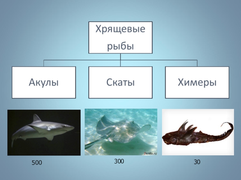 Презентация акулы по биологии