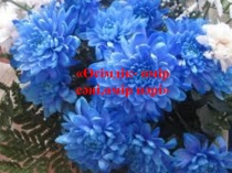 Өсімдік - өмір сәні, өмір нәрі