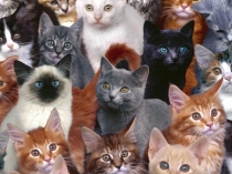 Презентация по математике на тему: Множества. Операции над множествами