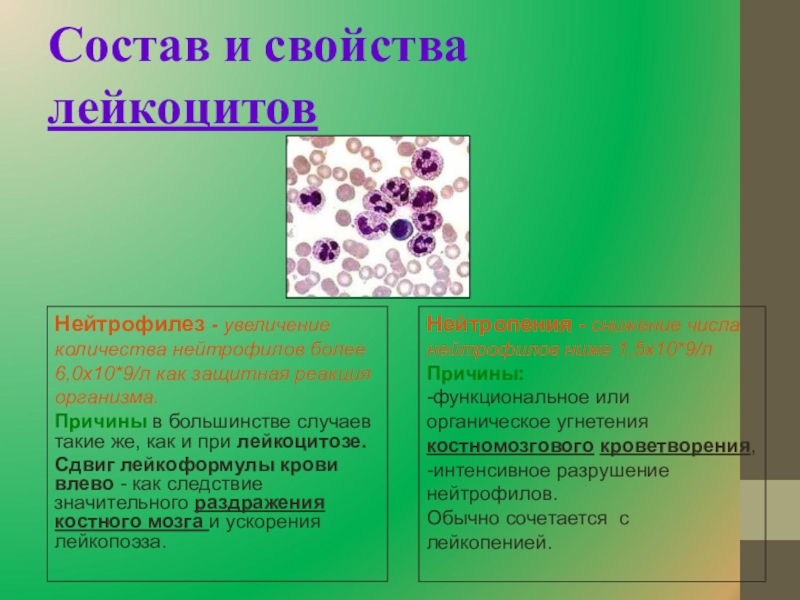 Лейкоциты в крови типы