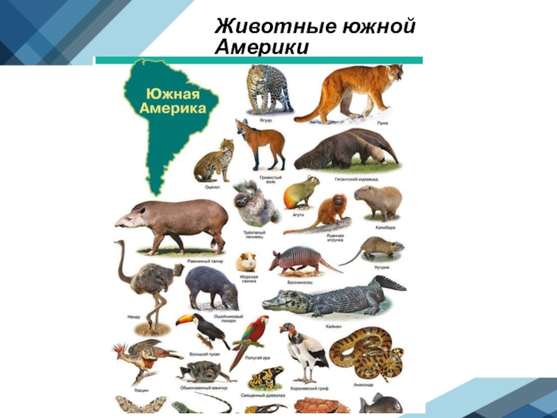 Какие животные встречаются. Животные которые живут только в Южной Америке. Животный мир Южной Америки для детей. Представители животного мира Южной Америки. Животные Северной Америки и Южной Америки.