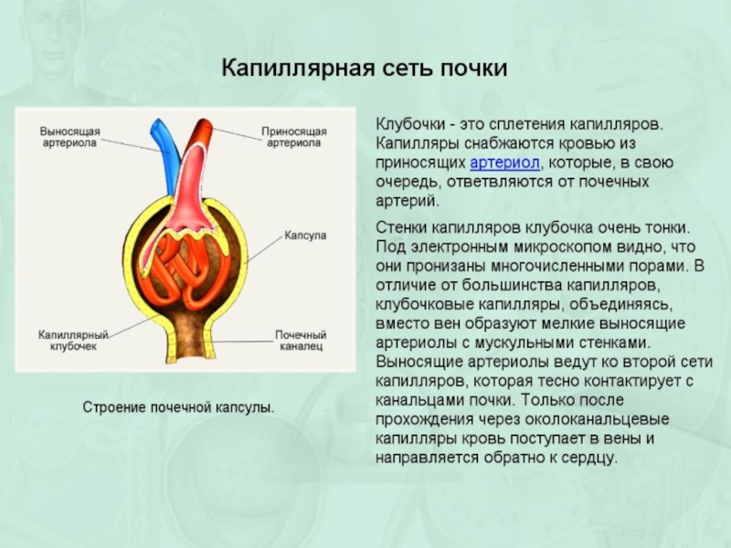 Функции капилляров. Почка строение капиллярный клубочек. Капиллярная сеть в почке. Строение почки капиллярная сеть. Из капиллярного клубочка почки кровь поступает в.