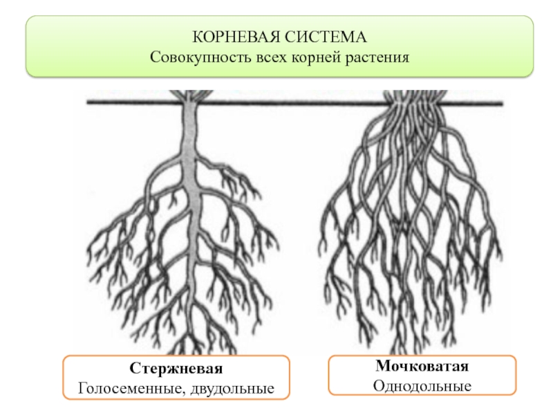 Корневая система елки схема