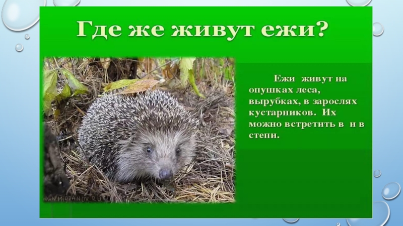 Какую форму принимает еж когда чувствует опасность нарисуй что или кто имеет такую же форму