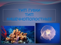 Презентация по биологии 7 класс Тип Губки. Тип Кишечнополостные