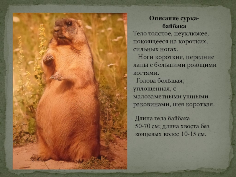 Байбак фото животного и описание в белгородской области