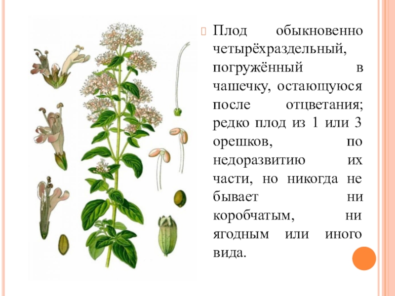 Формула и диаграмма губоцветных