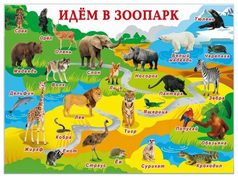 На каких зверей идут. Животные для дошкольников. Плакат. Животные. Животные зоопарка для детей дошкольного. Животные России для детей.