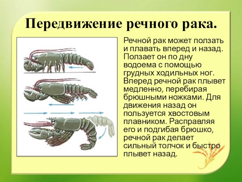 Речной рак подвижность