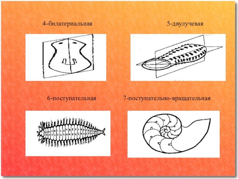 Лучевые черви