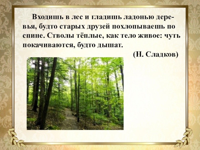 Деревья будто. Входишь в лес и гладишь ладонью. Входишь в лес и гладишь ладонью деревья будто. Диктант входишь в лес и гладишь ладонью деревья. Вхожу в лес и глажу ладонью деревья,будто старых друзей.