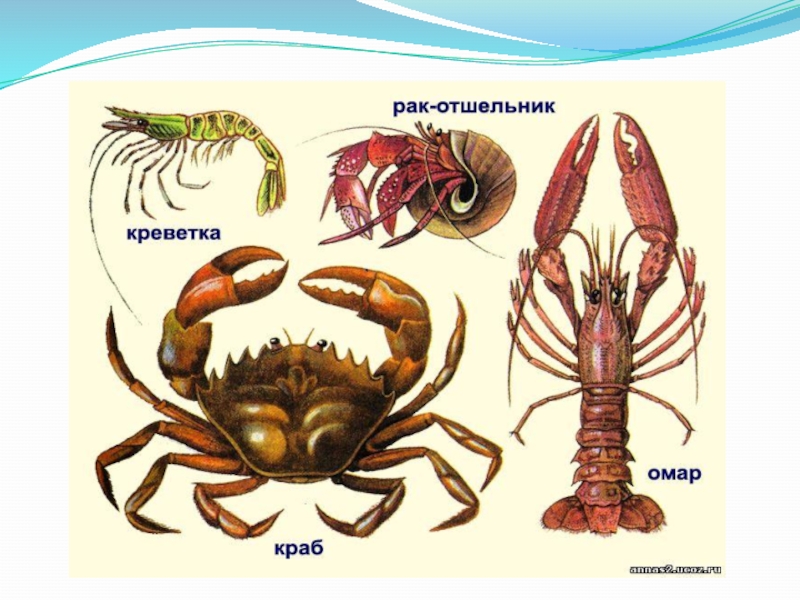 Презентация на тему ракообразные