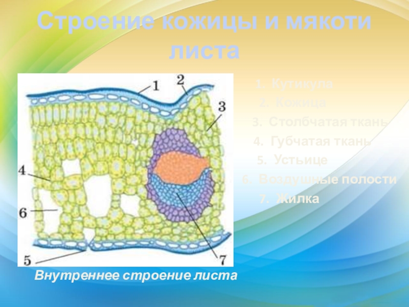 Строение кожицы листа под микроскопом