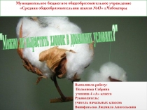 Презентация для проекта на тему Можно ли вырастить хлопок в домашних условиях?