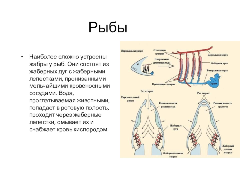 Кожно жаберное дыхание