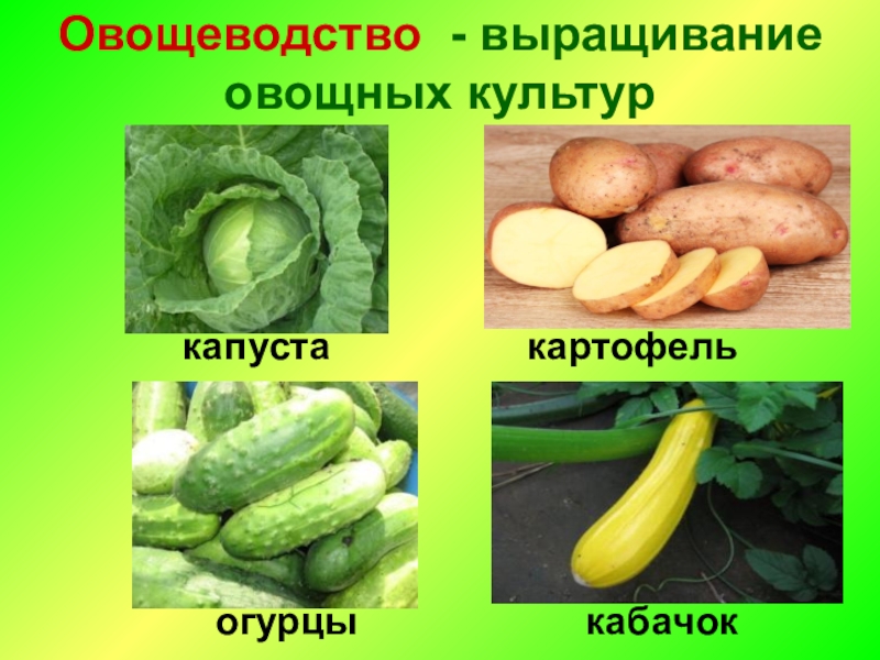 Доклад об овощной культуре