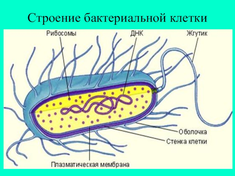 Схема бактериальной клетки