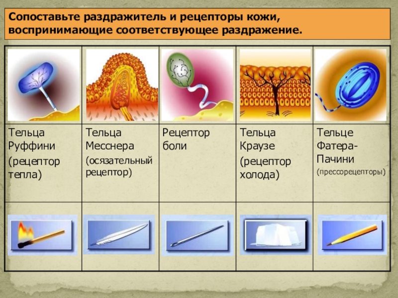 Покровы тела 8 класс презентация