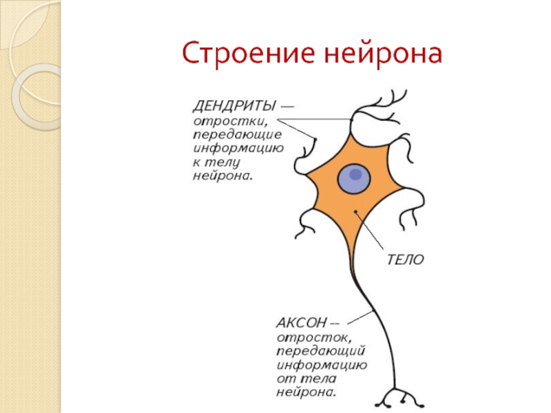 Строение нейрона рисунок с подписями 8 класс