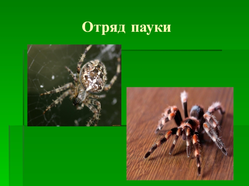 Паукообразные биология 7 класс. Отряд пауки. Отряды паукообразных. Класс паукообразные отряды. Отряд пауки представители.