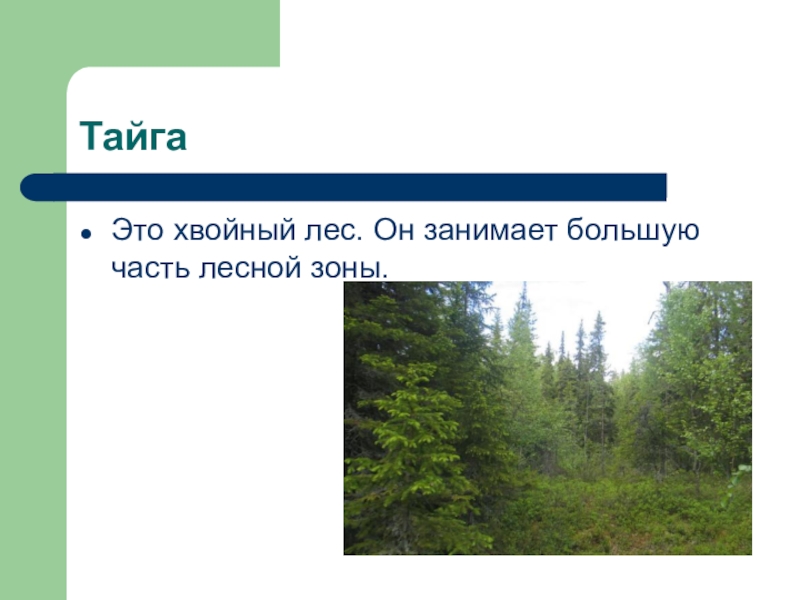 Тайга описание кратко. Части Лесной зоны. Экологические проблемы тайги. Сообщение о тайге.