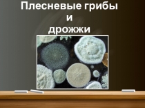 Презентация по биологии на темуПлесневые грибы( 5 класс)