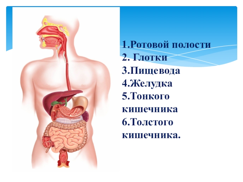 Презентация на тему пищеварение в ротовой полости 8 класс биология