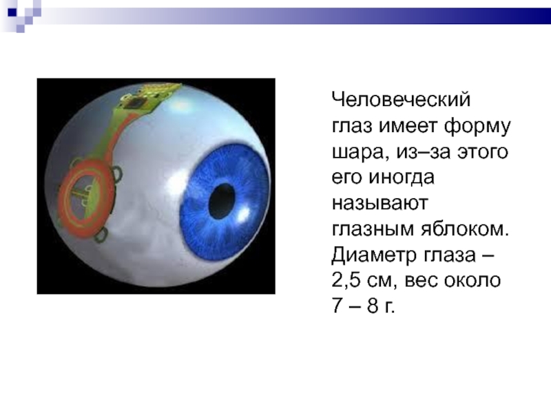Средний размер глаз. Диаметр человеческого глаза. Диаметр глазного яблока человека. Размер глаз. Нормальный диаметр глаза.