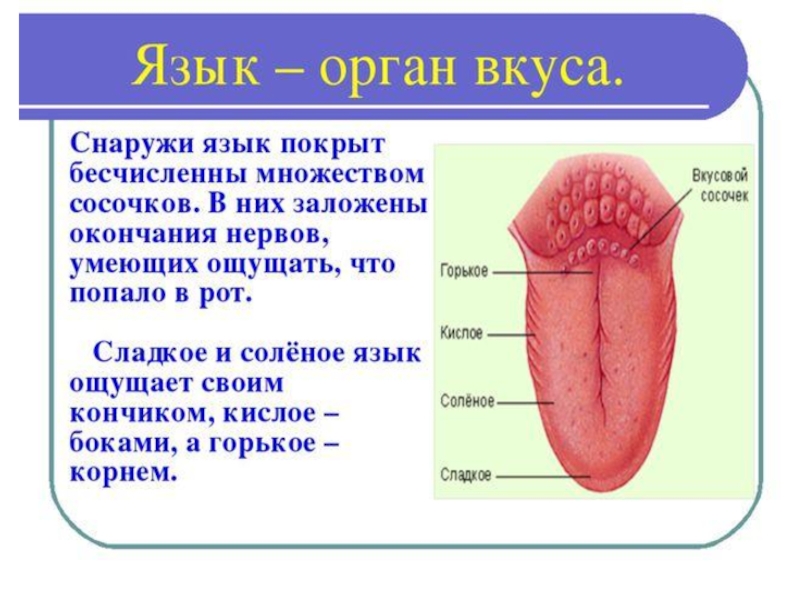 Органы на языке расположение картинки