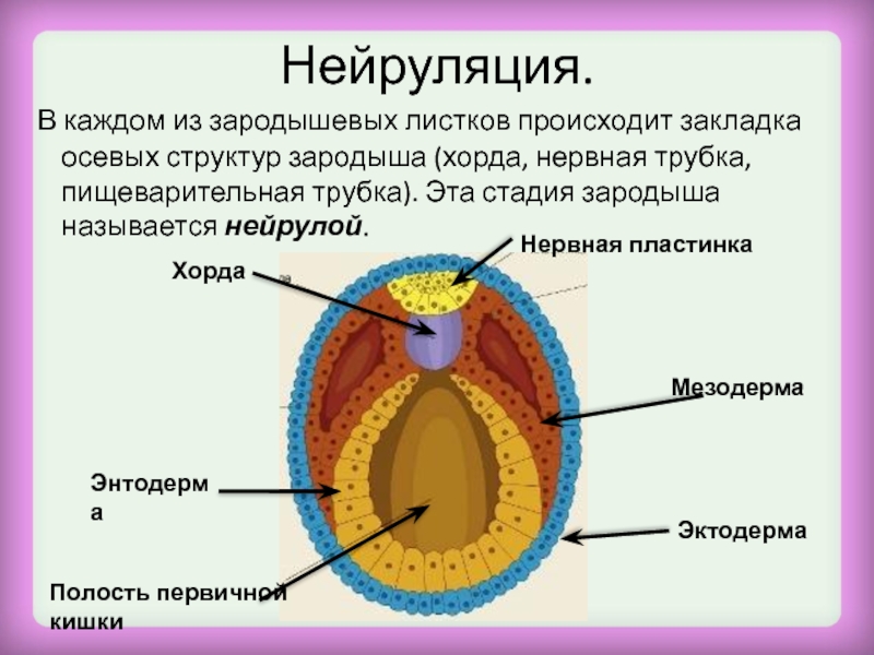 Нейруляция. В каждом из зародышевых листков происходит закладка осевых структур зародыша (хорда, нервная трубка, пищеварительная трубка). Эта