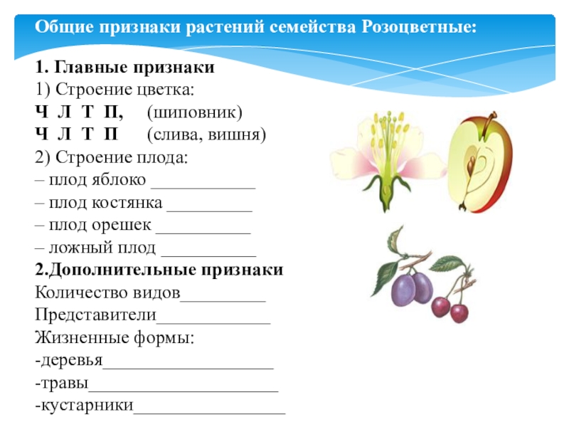 Изучение признаков представителей семейств розоцветные