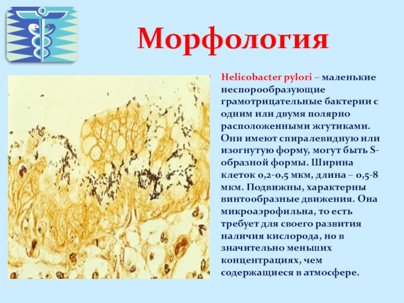 Морфология 15