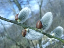 Презентация к уроку человеческие расы( 9 класс)