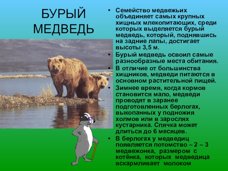 Медведь готовится к зиме. Медведь зимой и летом. Животные татарстана. Бурый медведь сообщение. Медведь описание животного.