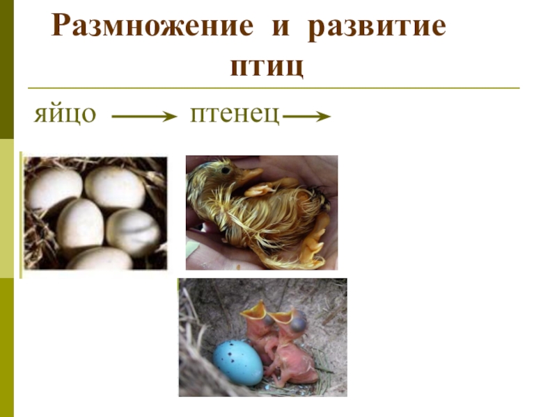 Размножение и размножение животных 3 класс презентация