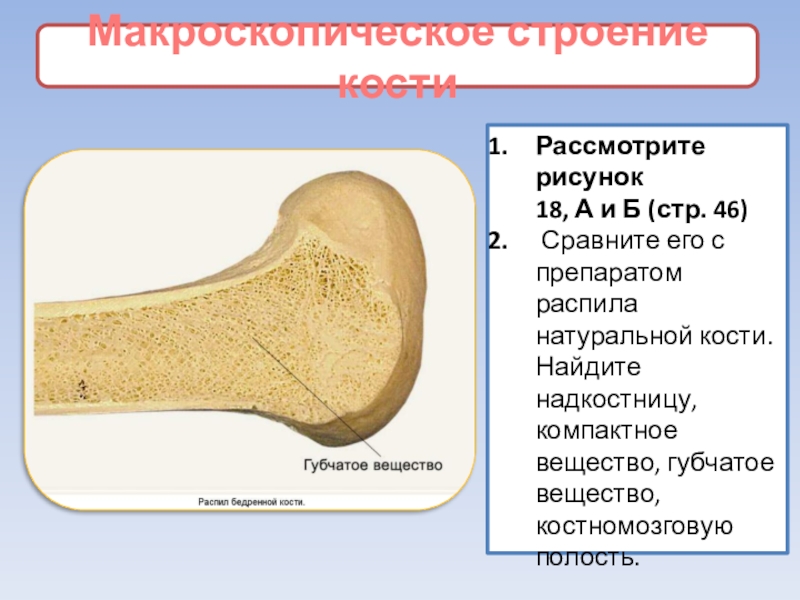Макроскопическое строение костиРассмотрите рисунок 	18, А и Б (стр. 46) Сравните его с препаратом распила натуральной кости.