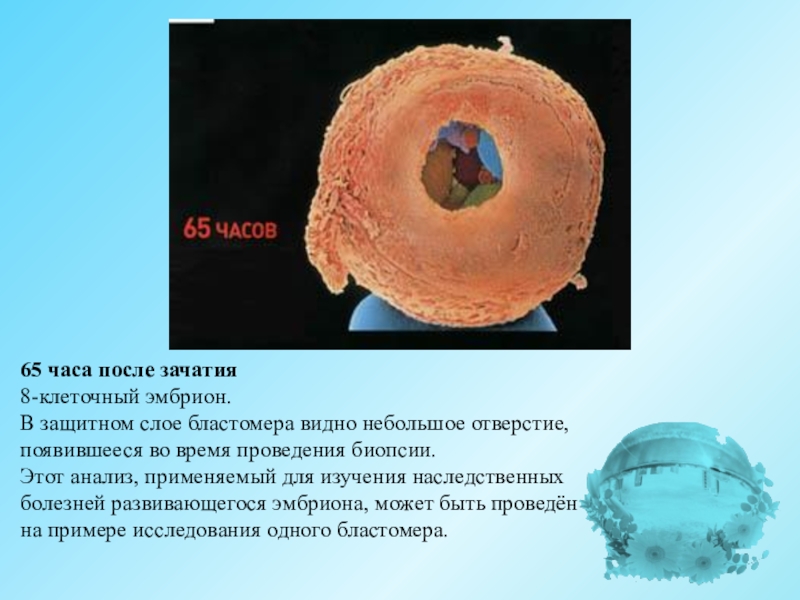 День после оплодотворения. 8 Клеточный эмбрион. Зародыш после оплодотворения. Плод 14 дней после зачатия. 4 Сутки после оплодотворения.