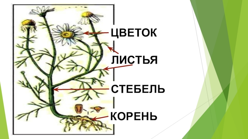 Части одуванчика схема