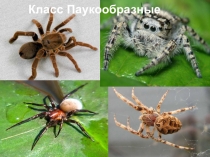 Урок №3 Класс Паукообразные презентация.