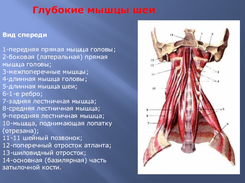 Виды шеи