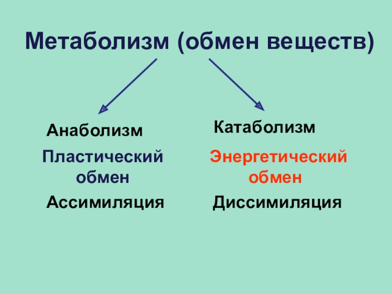 Обмен веществ ассимиляция