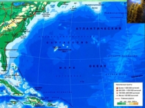 Презентация по биологии на тему Водоросли (5 класс)