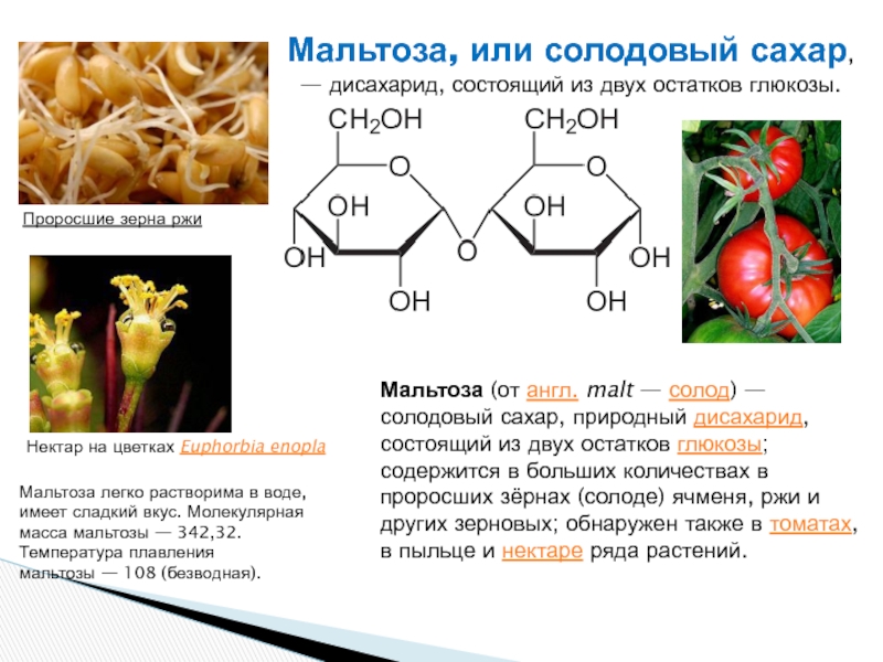 Сахароза биологическая роль. Мальтоза состоит из остатков Глюкозы. Мальтоза биороль. Мальтоза функции. Строение и функции мальтозы.