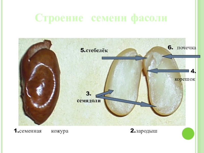 Покажите стрелками и подпишите на рисунке семенную кожуру семядоли зародышевый стебелек